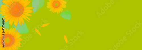 Border of yellow sunflowers with leaves and petals isolated on green background with clipping path.