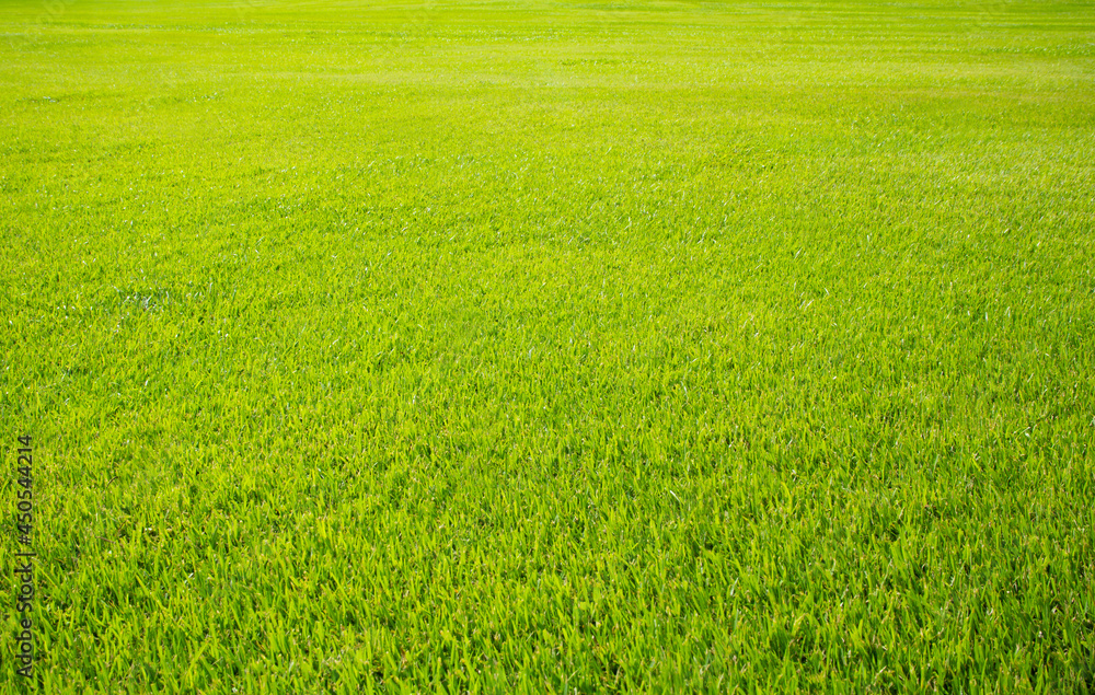 Green meadow grass field from outdoor park Green meadow grass field from outdoor park