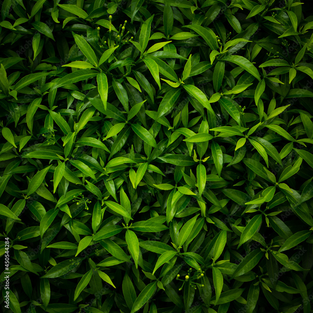 Obraz premium tropical leaves background, dark green nature foliage, abstract nature background