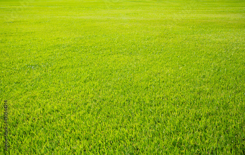 Fototapeta Naklejka Na Ścianę i Meble -  Green meadow grass field from outdoor park