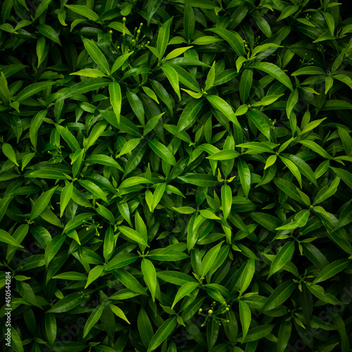 tropical leaves background, dark green nature foliage, abstract nature background © saranyoo