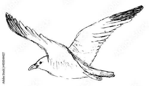 Rough freehand pencil drawing of flying gull. Vector outline black and white sketch of a sea bird