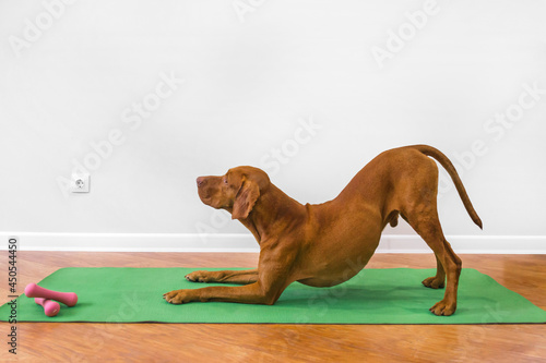 Tablou canvas the dog is doing yoga at home on a green fitness mat