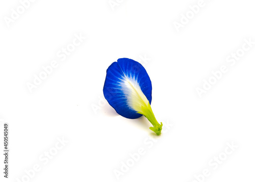 Fresh butterfly pea or Asian pigeonwings, Clitoria ternatea flower isolated on white photo