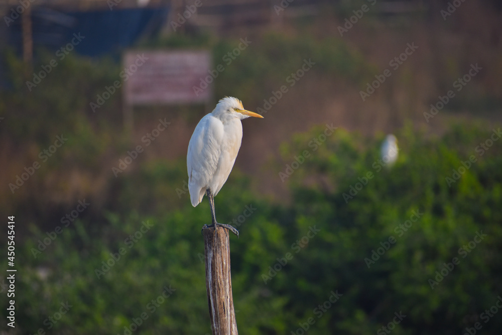White heron bird standing on wooden stick in the forest White heron bird standing on wooden stick in the forest
