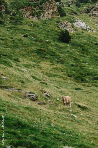 cows in the mountains