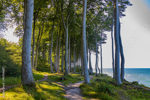 Der Geisterwald an der Ostsee