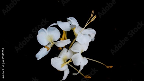 planta flor lirio do brejo - hedychium coronarium photo