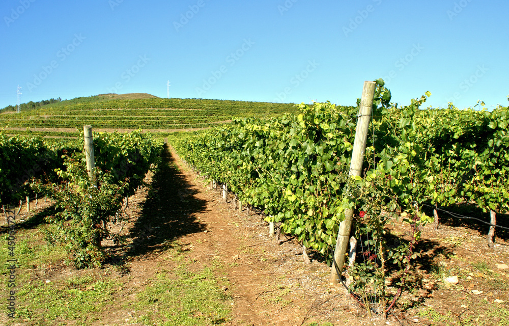 Rosal Vineyards in Galicia, Spain