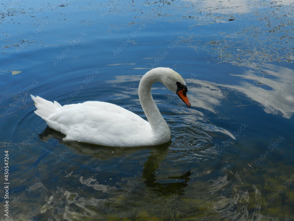 swan on the water swan on the water