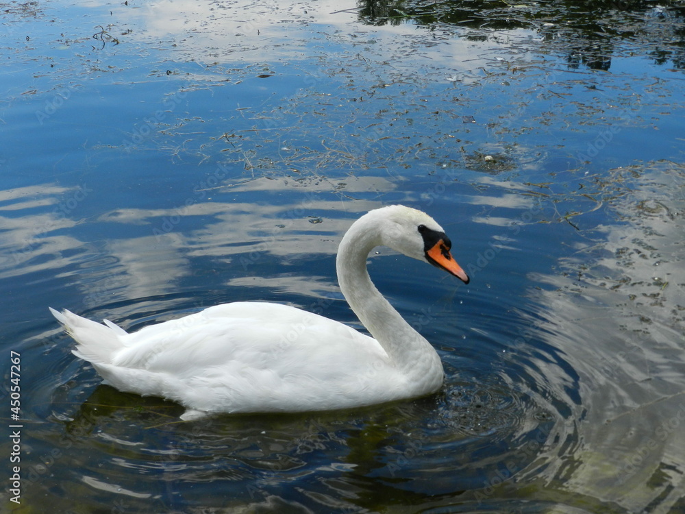 swan on the water swan on the water