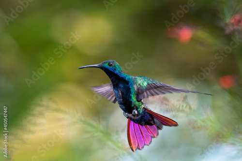 A Black-throated Mango hummingbird (Anthracothorax nigricollis) in flight with a colorful bokeh background. Tropical bird in wild.