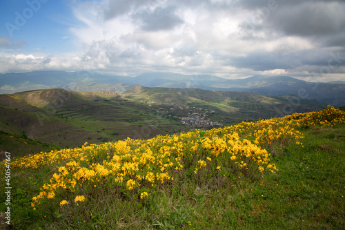 Rhododendron bushes bloom in the Caucasus Mountains in May