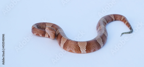 Venomous Copperhead snake isolated on white background.