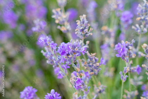 bushes of flowering lavender with a blur. close-up. as a background