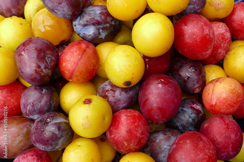 
Ripe Prunus cerasifera fruits, a species of cherry
plum and myrobalan plum. Colorful mixed summer fruits of this species yellow red, here mixed with blue prune plum (Prunus domestica).