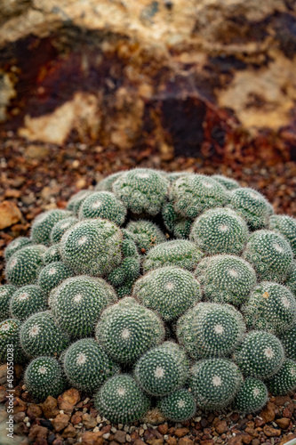 Vertical closeup of the Mammillaria parkinsonii. photo