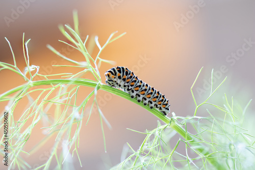 Papilio machaon Caterpillar,butterfly © annickdc