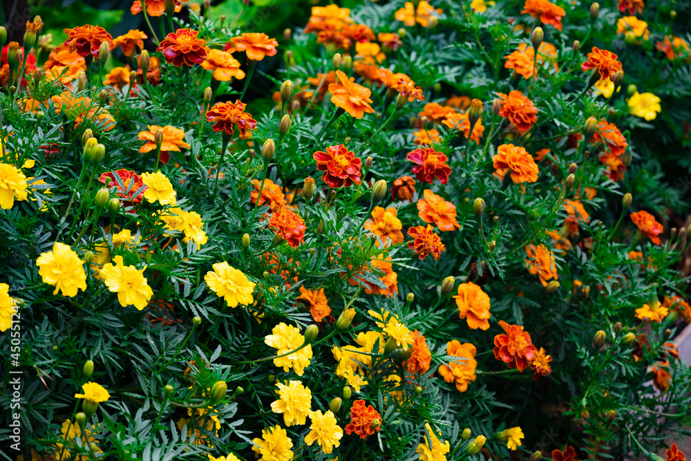 Floral summer background from flower bed with lot of colorful marigolds.Closeup of beautiful yellow-orange marigold (Tagetes erecta, Mexican marigold, Aztec marigold, African marigold) in garden.