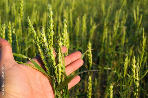 Men's hand holds a green wheat spike in a field