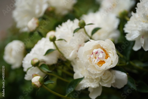 Close-up of white peonies on a background of green leaves blooming in the garden. High quality photo