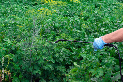 Elderly person's hand holds pulverizer spraying insecticide foliage potato. Control of pests of Colorado potato beetle on potato bushes. Spraying plants against beetle. Insect pest control.