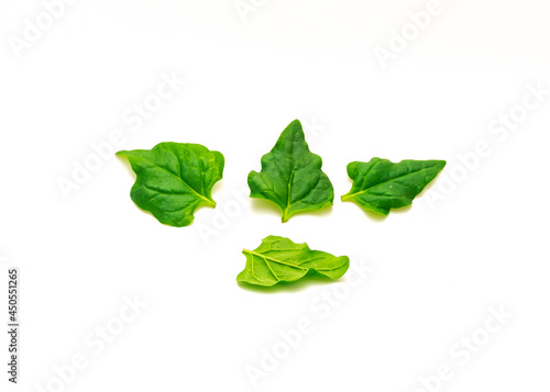 Pile of homegrown New Zealand spinach or Tetragonia tetragonioides leaves isolated on white photo