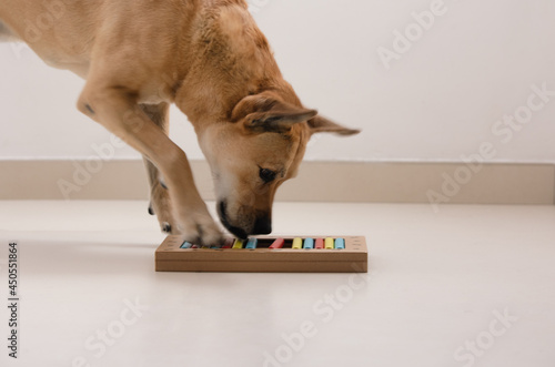 Photography Smart dog is looking for delicious dried treats in intellectual game and eating them, close up