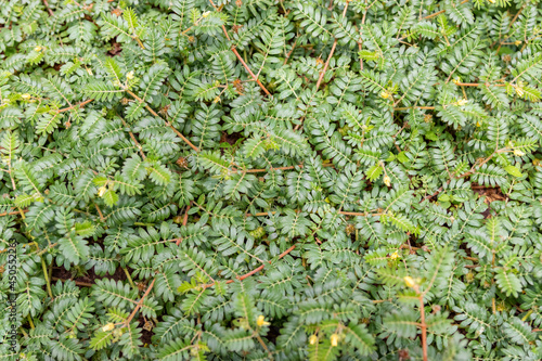 A noxious weed called puncture vines or goatheads (Tribulus terrestris) photo