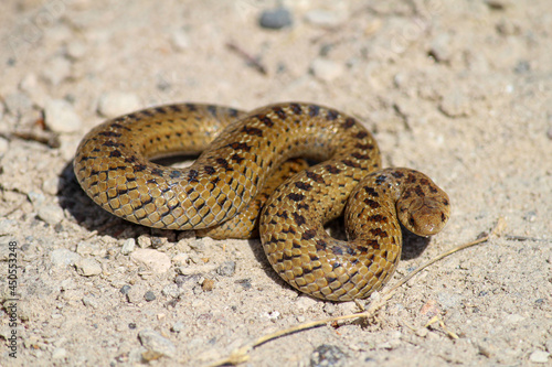 Serpiente en clima árido en el estado de Hidalgo, México.