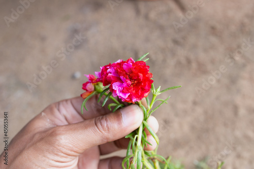 Two tone color of Grandiflora, japanese rose. Beautiful sun plant.