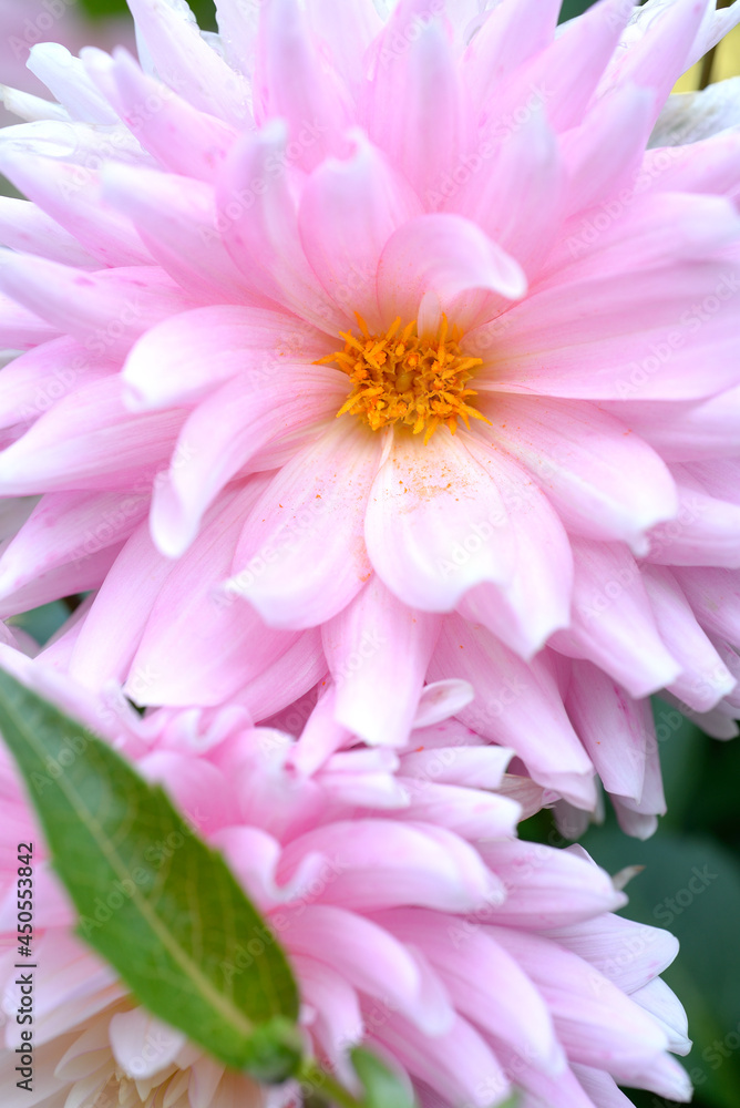 Pink semi cactus Dahlia Close-up