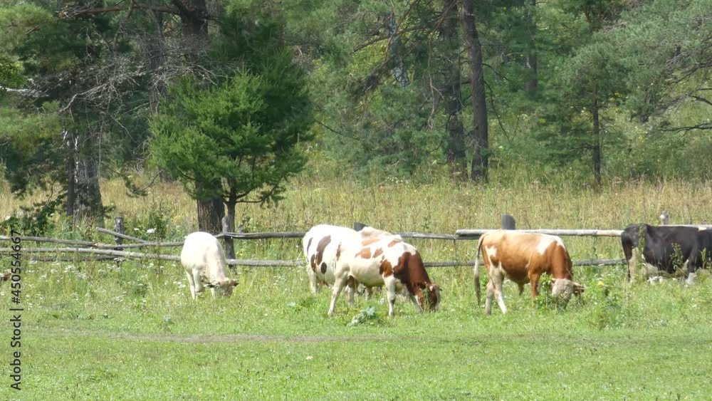 Cows in a field. Some animals walkin on a pasture. Green grass and trees around. Cows in a field. Some animals walkin on a pasture. Green grass and trees around.