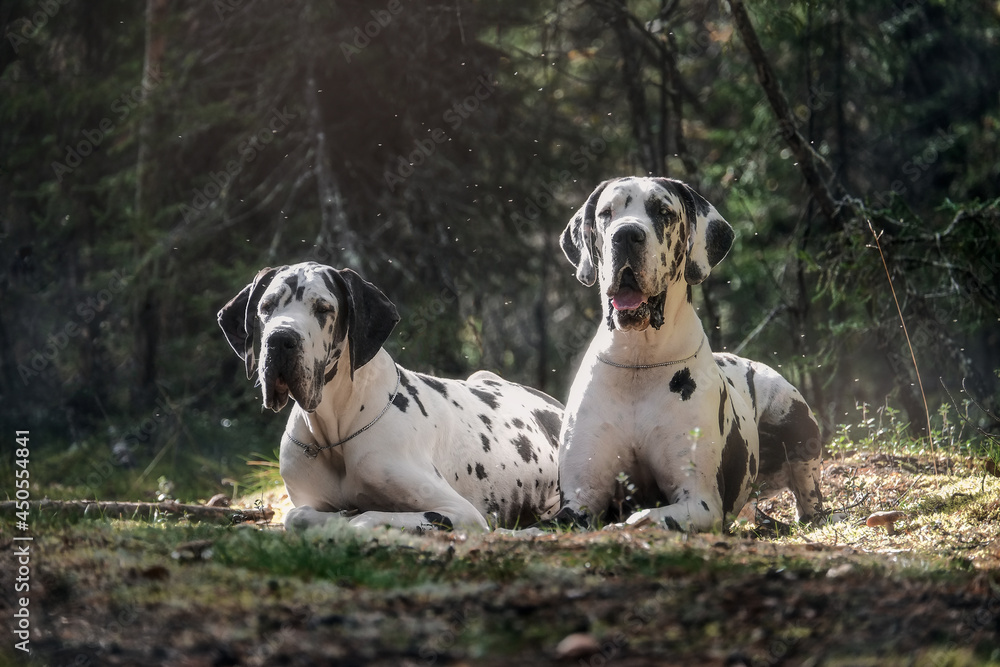 Great danes in summer pine forest