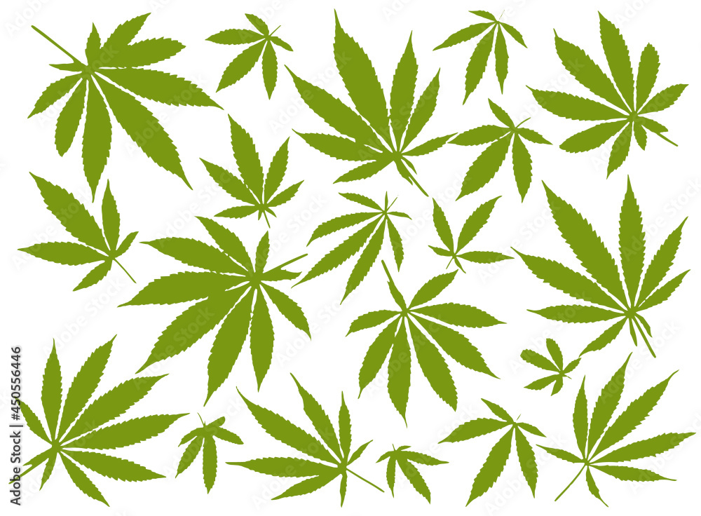 Cannabis leaf composition isolated on white background