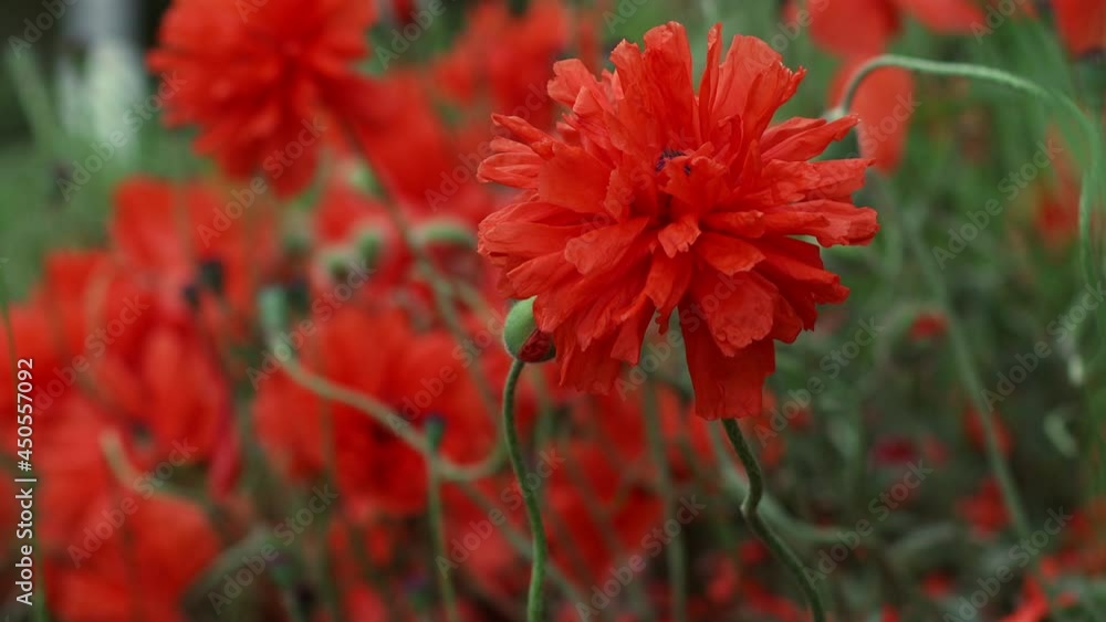 4K. Amazing beautiful open bud of red poppy flower in the field at a countryside 4K. Amazing beautiful open bud of red poppy flower in the field at a countryside