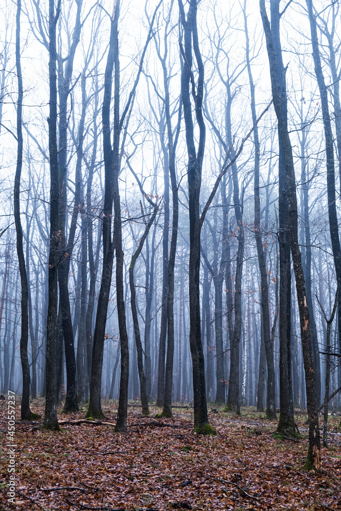 misty autumn forest in the morning misty autumn forest in the morning