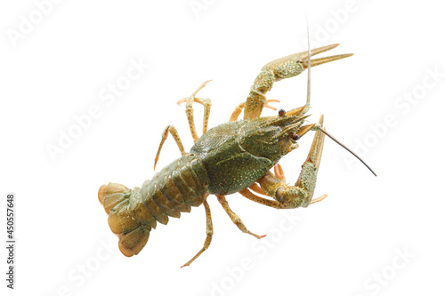 cancer isolate on a white background..