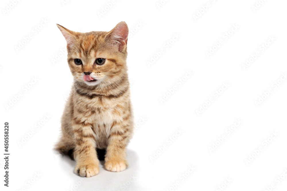 ginger striped purebred cat sitting on white isolated background