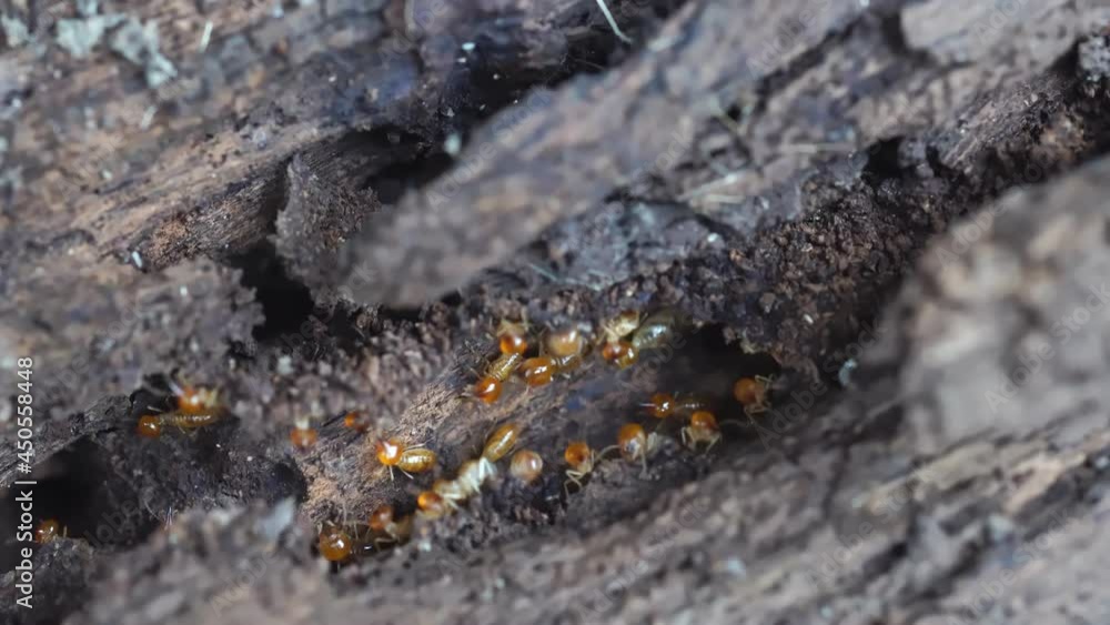 Group of the small termite, Termites are social creatures that damage people's wooden houses because they eat wood,
Group of the small termite, Termites are social creatures that damage people's wooden houses because they eat wood,