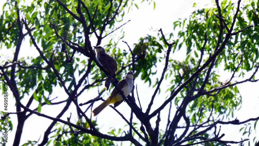 Adult bird - Yellow-vented Bulbul – Wenkbrauwbuulbuul – Pycnonotus goiavier is resting on a tree. Adult bird - Yellow-vented Bulbul – Wenkbrauwbuulbuul – Pycnonotus goiavier is resting on a tree.