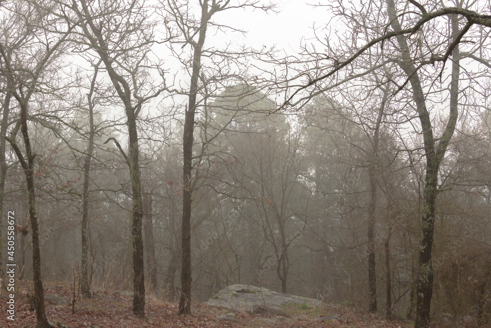 fog in the woods fog in the woods