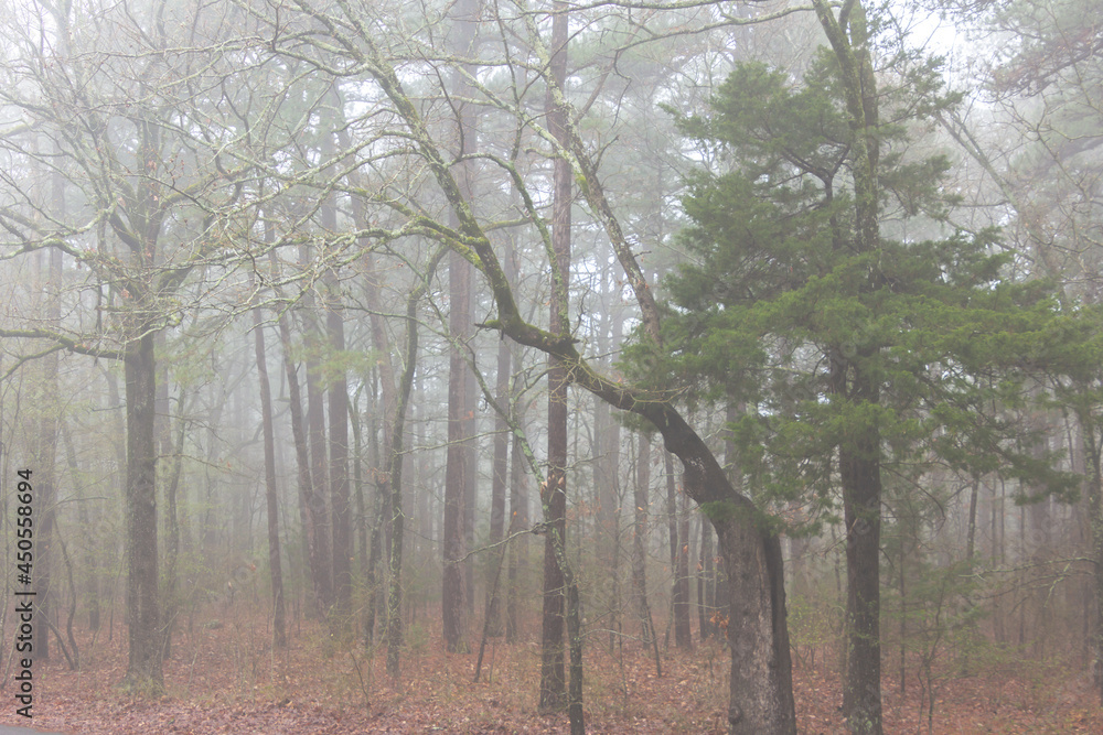 trees in the fog trees in the fog