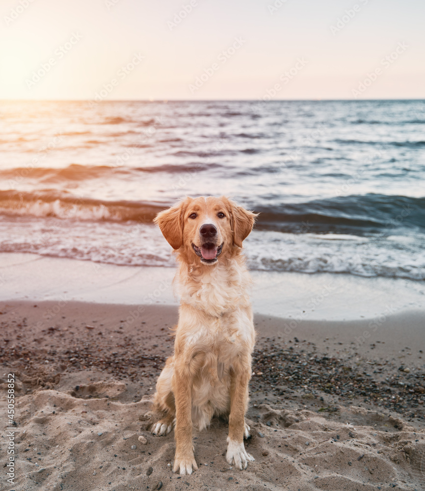 Happy golden retriever on the sand beach