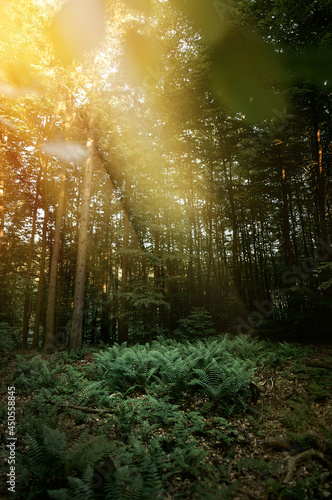 Sunlight falling on fern grass leaves. God rays in the woodland. Scenic landscape photo of wild woodland