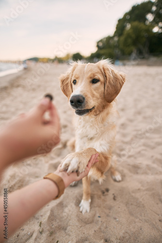 Teaching golden retriever during summer vacation. Giving food to the animal.