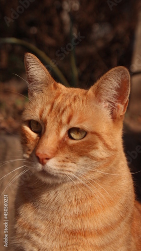 close upof an orange cat with green eyes under the sun