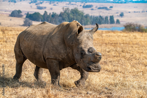 White rhino in the wild.  Rietvlei Nature Reserve  Gauteng  South Africa.