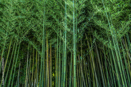 Bamboo forest closeup