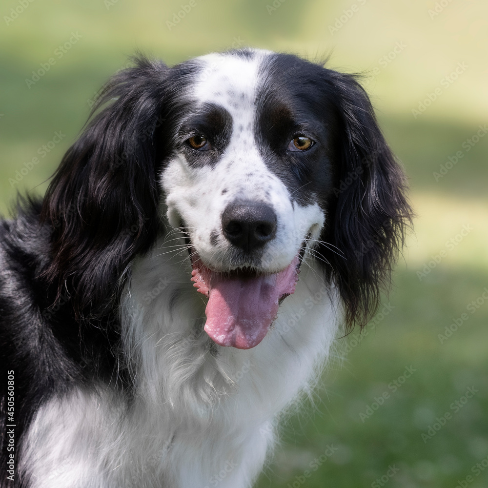 Portrait of a border collie and setter mix Portrait of a border collie and setter mix